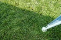 grass.JPG (64901 Byte)