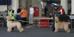Stgt05 Stechen CACIB 2.JPG (32855 Byte)