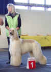 V 1-CACIB-CAC-BOB Stgt 05.JPG (69122 Byte)