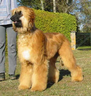 HeckePashu.JPG (43999 Byte)