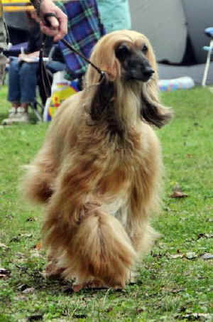 Lauf .jpg (43126 Byte)