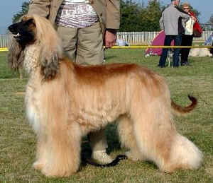 Pash-Sachs..jpg (44150 Byte)