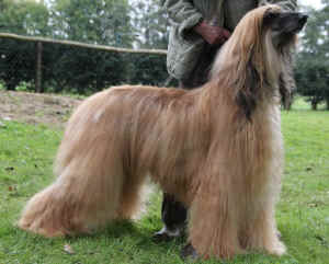 Pashupati-vet-BOB-2012.jpg (66721 Byte)