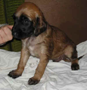 Ruederot4W2.JPG (29759 Byte)