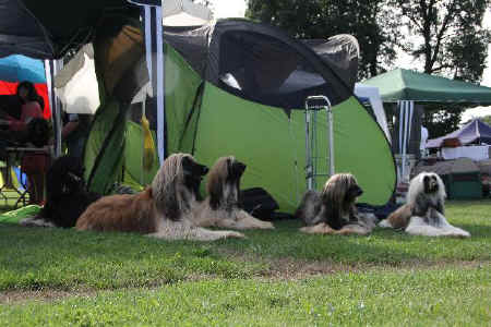 Hundefamilie 13.jpg (62280 Byte)