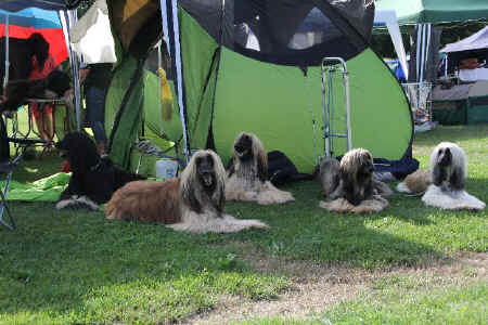 Hundefamilie D 12.jpg (89319 Byte)