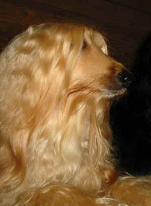 Mai 09.jpg (39221 Byte)