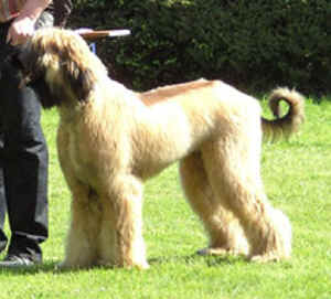 Frbg08Ursus.jpg (34367 Byte)