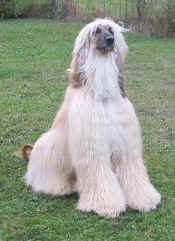Washim S 2012.jpg (33921 Byte)