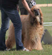 Pashu Vet Sa 12.jpg (43127 Byte)
