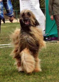 Ursus Sa 10 12 .jpg (153406 Byte)