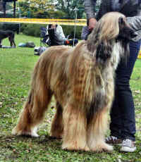 Ursus  F12.jpg (140055 Byte)