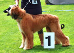 Mammendorf Hund.jpg (29799 Byte)
