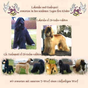 deck-2006-t-wurf.jpg (173467 Byte)