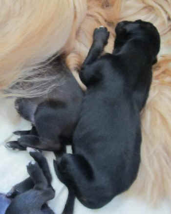 2Tag black and tan.jpg (29106 Byte)
