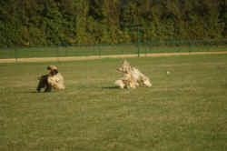 DSC_0311_700x465.JPG (46486 Byte)