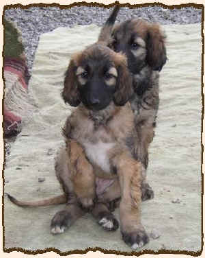 QSchwesternliebe.JPG (50880 Byte)