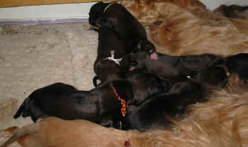 1 Woch 11.jpg (36708 Byte)