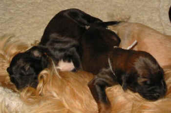 1 Woch 12.jpg (28046 Byte)