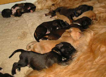 1 Woche 14.jpg (45914 Byte)