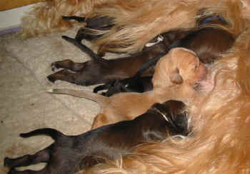 1 Woche 5.jpg (36545 Byte)