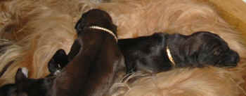 1 Woche 8.jpg (22903 Byte)