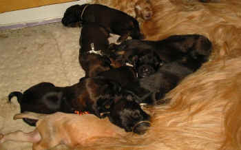 1 Woche 9.jpg (42713 Byte)