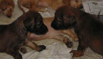 4 Wo 13.jpg (13849 Byte)