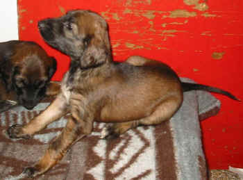 4 Wo 6.jpg (43447 Byte)