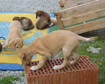 6 Wo 5.jpg (47626 Byte)