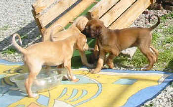 6 Wo 8.jpg (31088 Byte)