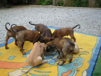 6 Wo Fu3.jpg (53673 Byte)