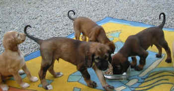 6 Wo Futter2.jpg (51263 Byte)