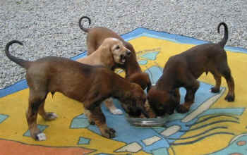 6 Wo Futter.jpg (57442 Byte)