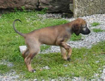 6 Wo Hu r.jpg (28793 Byte)