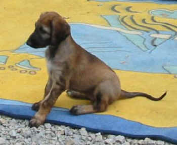 6 Wo Hu.jpg (19767 Byte)