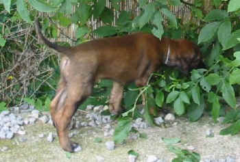 6 Wo Ru2.jpg (31231 Byte)