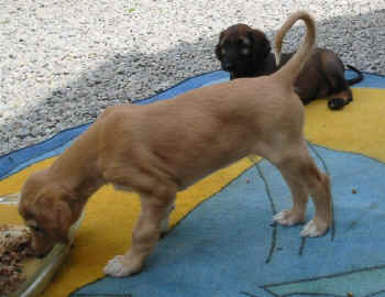 Violetta 2 6W.jpg (53120 Byte)