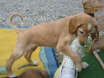 Violetta 6W.jpg (49116 Byte)