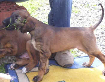 nachhue.jpg (40961 Byte)